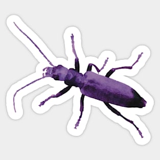 Purple Beetle Wharf Borer Sticker